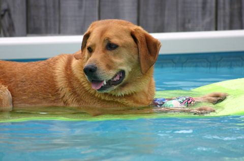 1994 Ford Bronco - A dog enjoys a refreshing dip in the pool on a hot day, resting on a float.