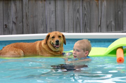 1994 Ford Bronco - A dog and a young boy enjoy a summer day swimming in a backyard pool.