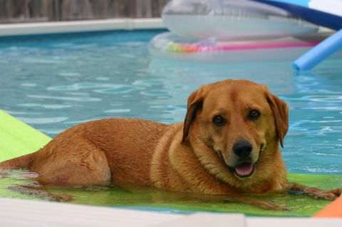 1994 Ford Bronco - A happy dog enjoys a cool dip on a hot day, floating in the pool.