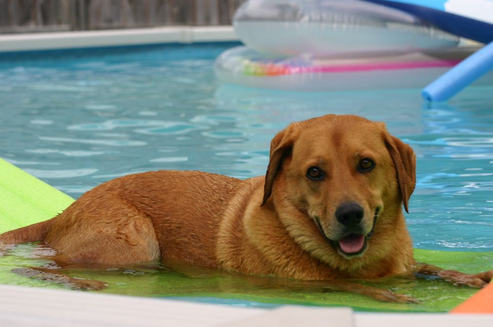 Brown dog resting on a green pool float in a swimming pool