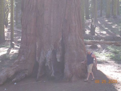 1994 Ford Bronco - A person stands by a giant sequoia tree in a forest, with a date stamp of 08.25.2005.