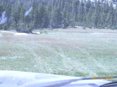 1994 Ford Bronco - A view of a field and trees, with a date stamp visible in the lower right corner.