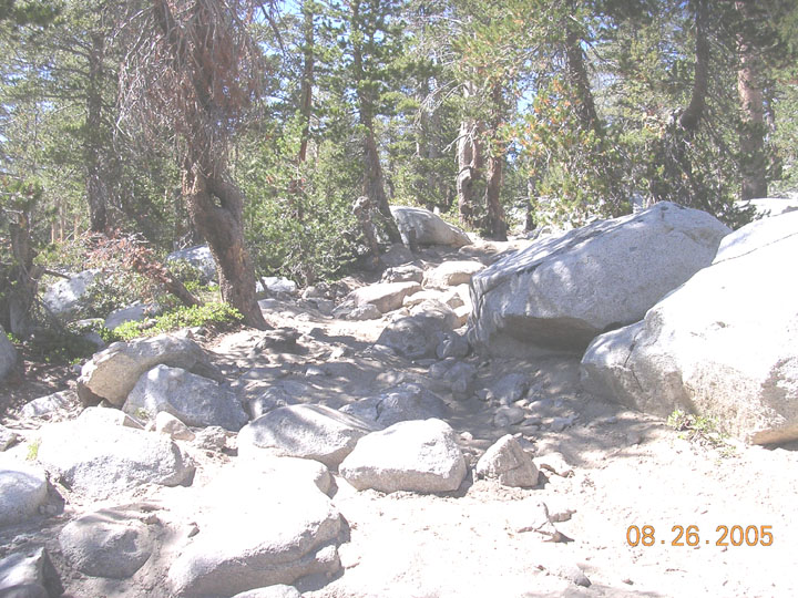 Rocky trail with large boulders and pine trees
