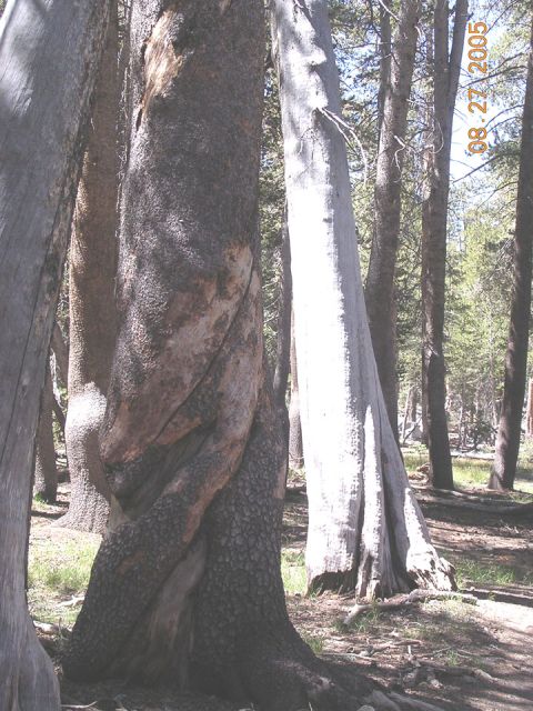 1994 Ford Bronco - A forest scene shows trees with unusual twisted bark, dated August 27, 2005.