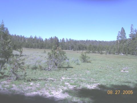 1994 Ford Bronco - A wide view of a meadow with trees and a forest line, dated August 27, 2005.