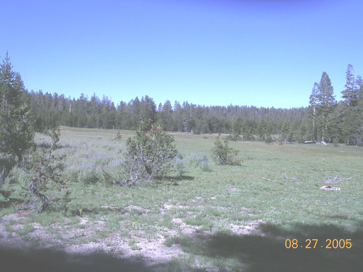 Grassy meadow with trees and forest, dated 08.27.2005
