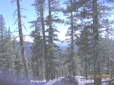 1994 Ford Bronco - A scenic view of a forest with tall trees and distant mountains, captured on August 26, 2005.