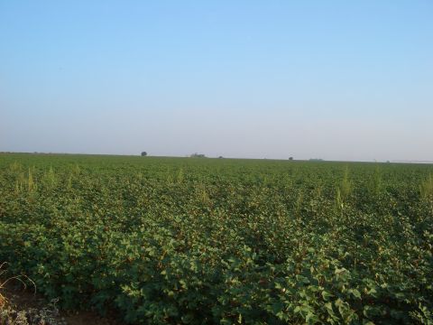 1990 Ford Bronco - A vast expanse of green cotton plants stretches to the horizon under a clear blue sky.