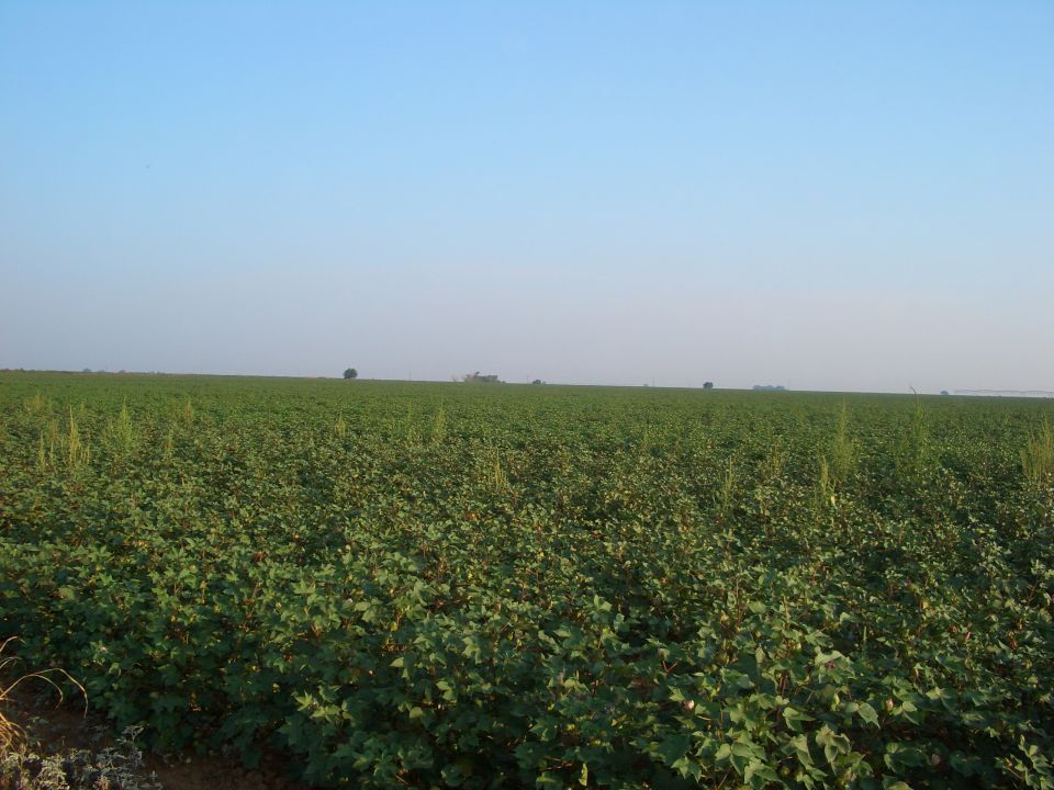wide shot of a large cotton field under a clear blue sky