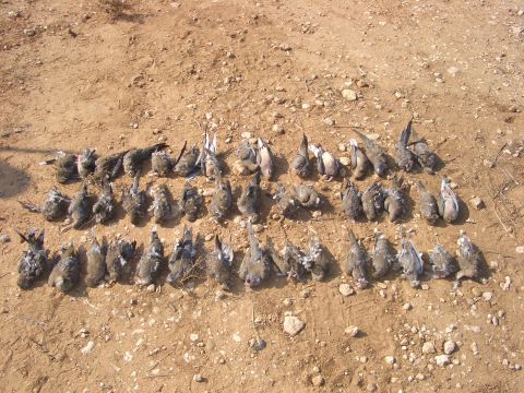 1990 Ford Bronco - A collection of dead birds are arranged on the ground.