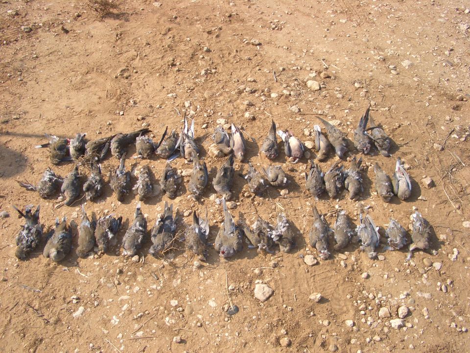 Many dead birds laid out on dirt ground