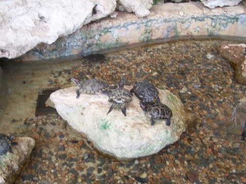 1979 Ford F-150 - A group of turtles bask on a rock in a small, rocky pond.