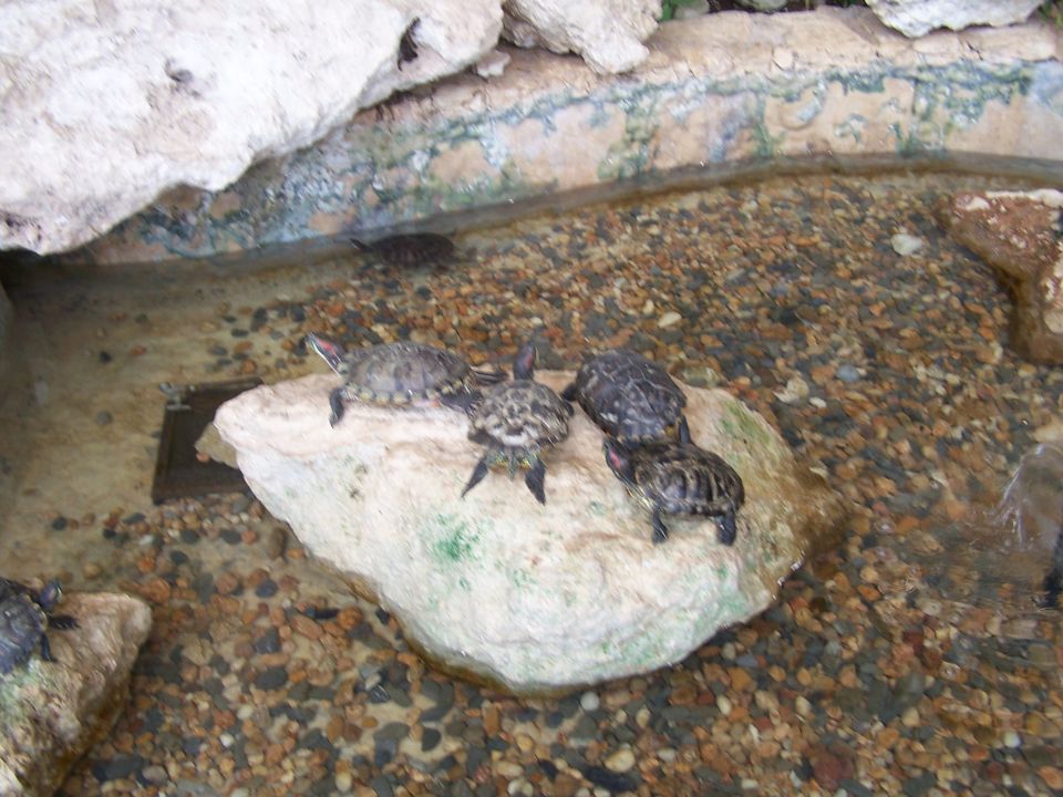 Several turtles are on a rock in a shallow pond with a gravel bottom