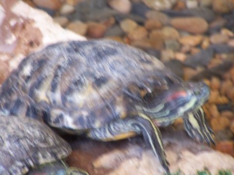 1979 Ford F-150 - A close-up view of two turtles resting in a shallow aquatic environment with a rocky substrate.