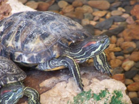 1979 Ford F-150 - A close-up view of two red-eared slider turtles resting on rocks.