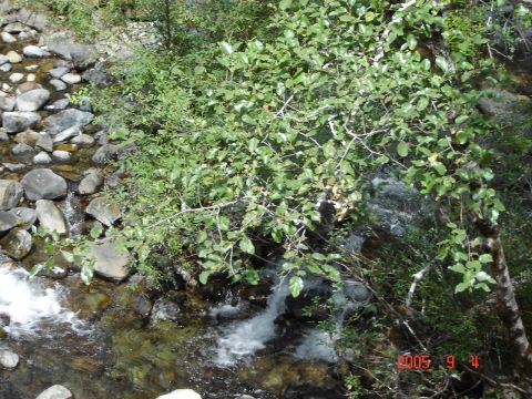 1993 Ford Bronco - A natural scene of a stream with water cascading over rocks, framed by lush green trees and branches.