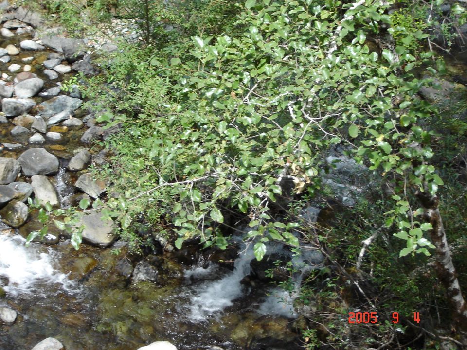 Water flowing over rocks in a stream, surrounded by trees and foliage