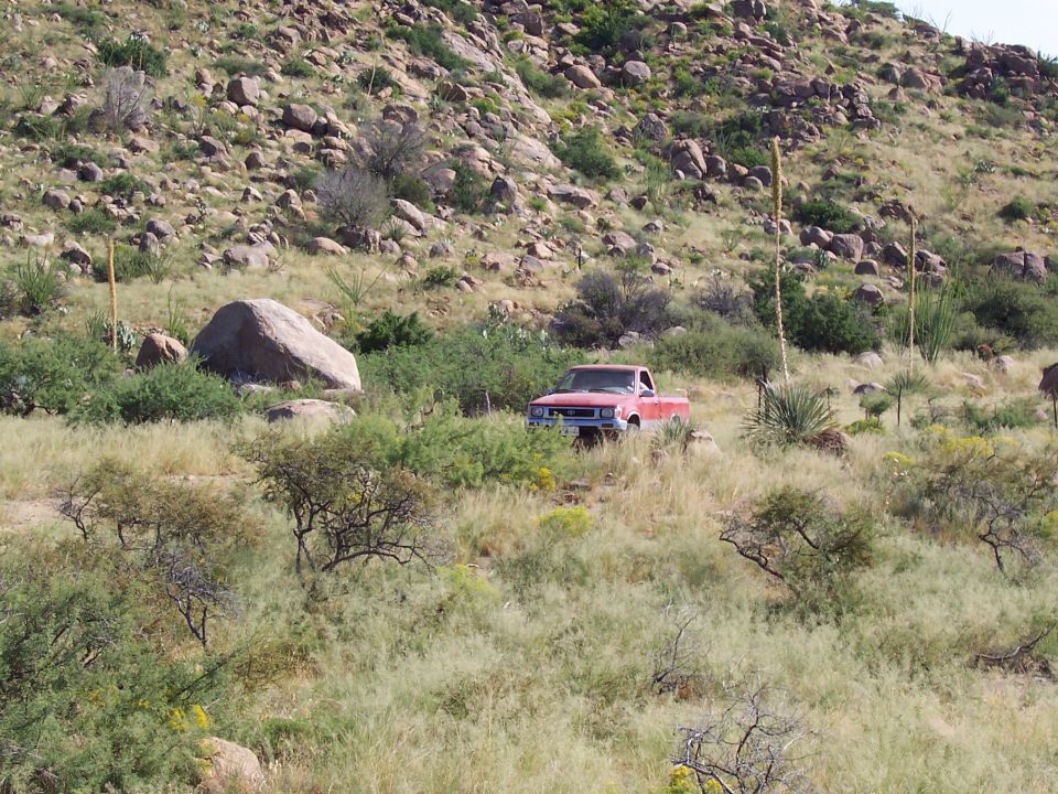 Is there a Toy in the weeds?