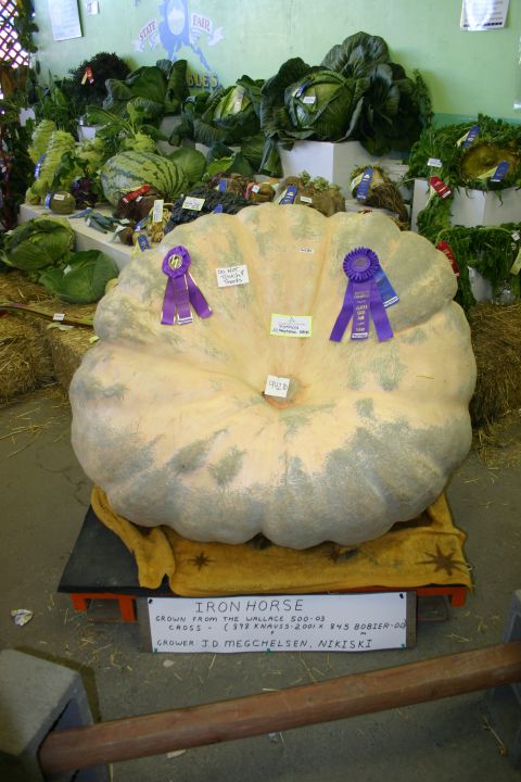 2003 Jeep TJ - 942 lb Pumpkin!!!!