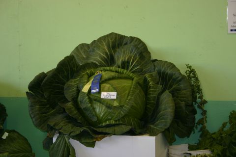 2003 Jeep TJ - 642 LB Green Cabbage