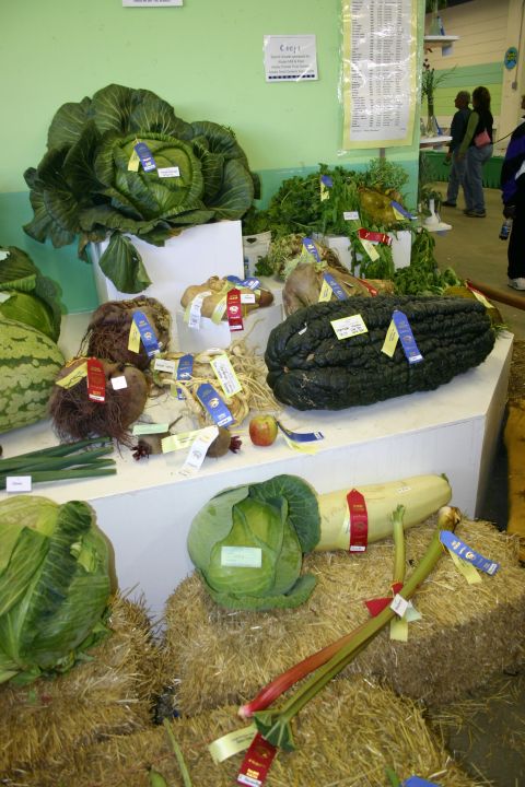 2003 Jeep TJ - A display of large vegetables, likely at a fair or competition, with numerous award ribbons attached.
