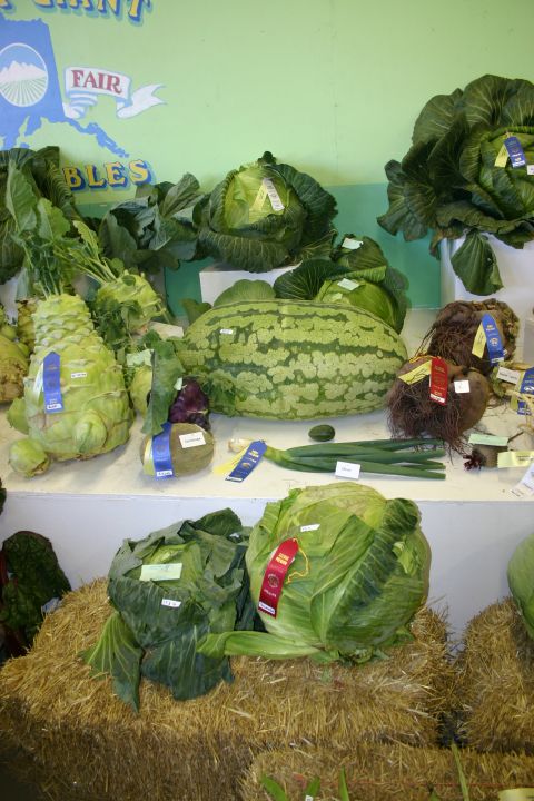 2003 Jeep TJ - A display of large vegetables, some with ribbons, at the Alaska State Fair.