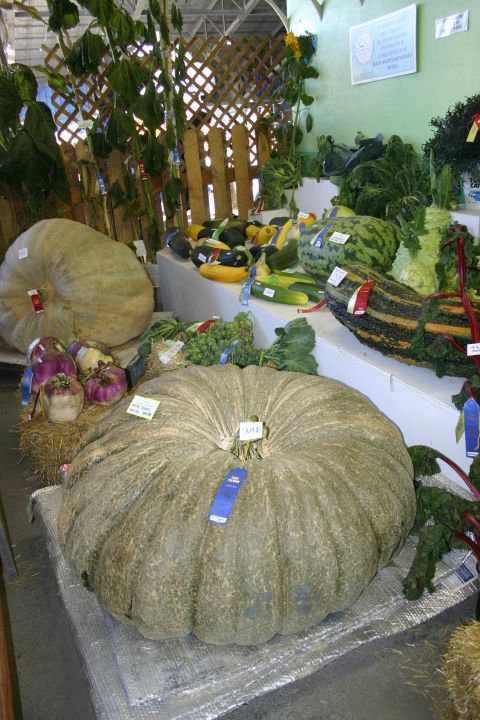 2003 Jeep TJ - A large pumpkin and various other vegetables are displayed with blue ribbons at what appears to be a state fair competition.