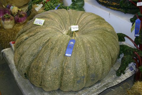 2003 Jeep TJ - 569 LB Winter Squash