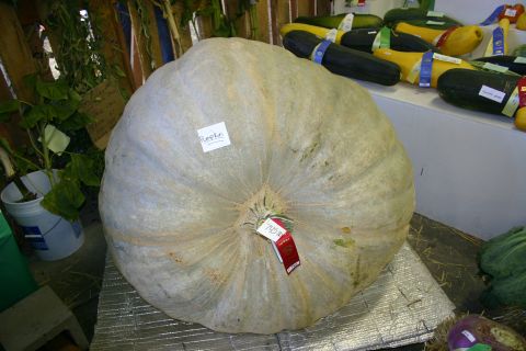 2003 Jeep TJ - 745 Lb Pumpkin