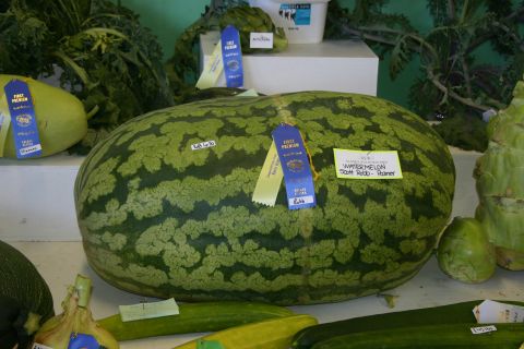 2003 Jeep TJ - 168.6 LB Watermelon