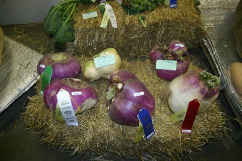 2003 Jeep TJ - Vegetables on display at a fair, with ribbons indicating awards.
