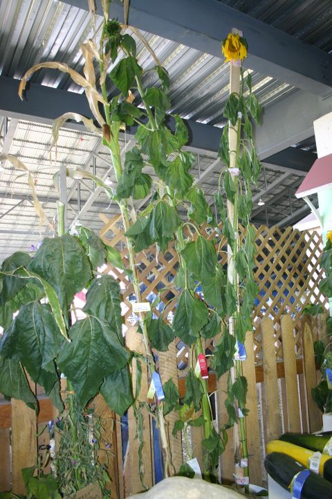 2003 Jeep TJ - Sunflowers and Corn Stalk. TALL