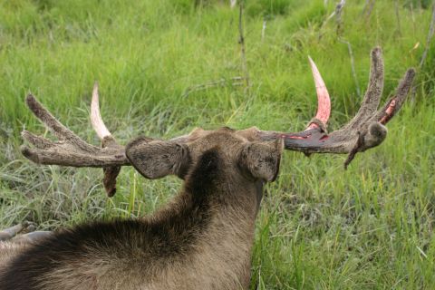 2003 Jeep TJ - Close-up of moose antlers showing blood and velvet, set against a grassy background.