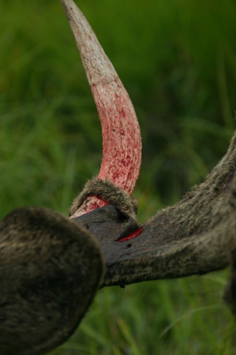 2003 Jeep TJ - A close-up view of bloody animal antlers and fur against a blurred green background.
