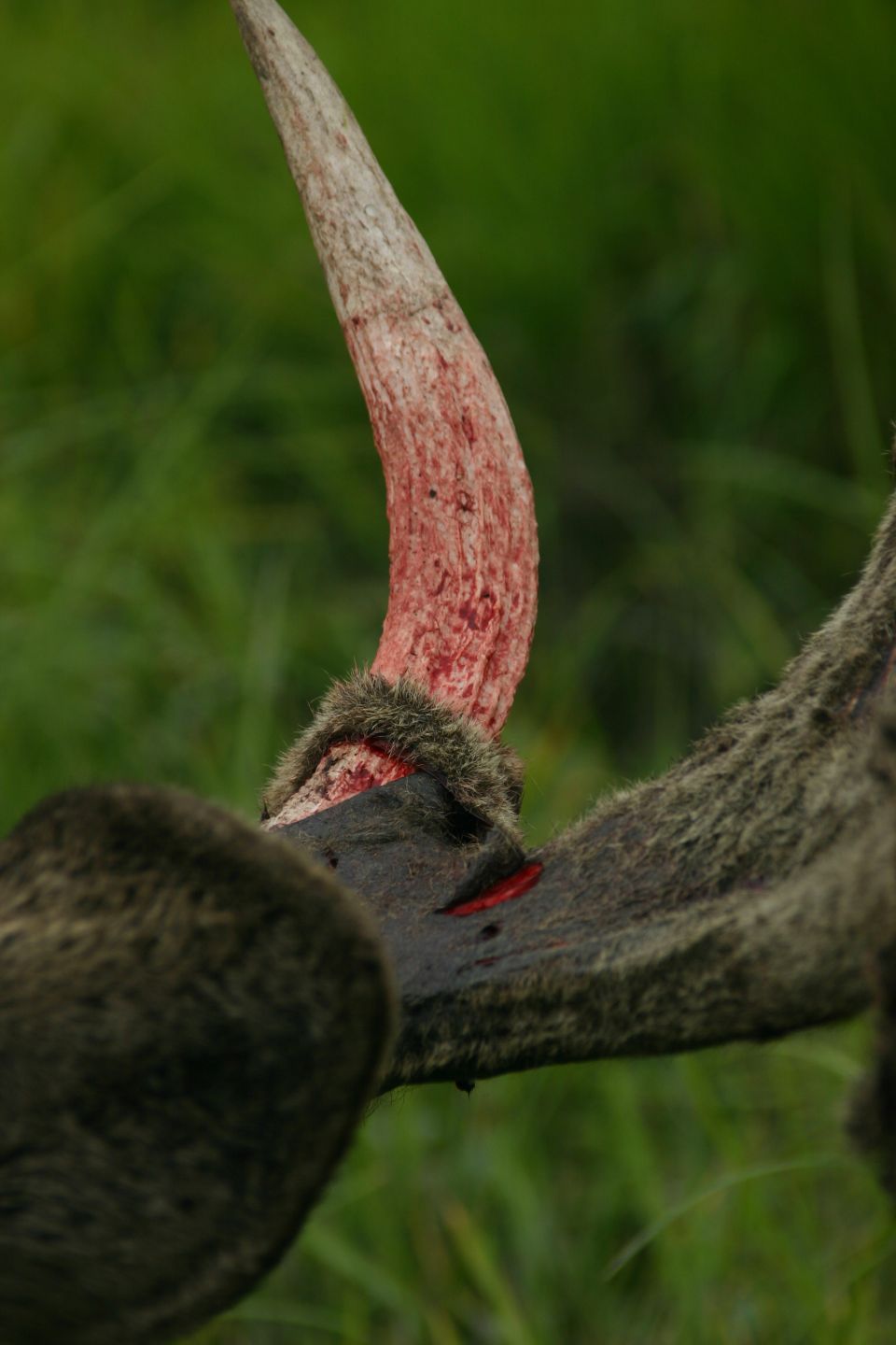 close-up of bloody animal antlers and fur