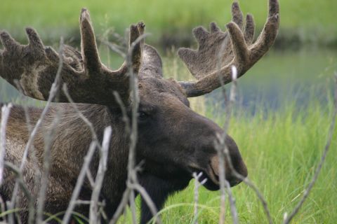 2003 Jeep TJ - A bull moose stands in a grassy field, its impressive antlers visible through the foliage.