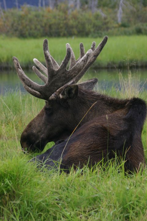2003 Jeep TJ - A large bull moose rests in a grassy field next to a body of water, its impressive antlers prominent against the blurred background.