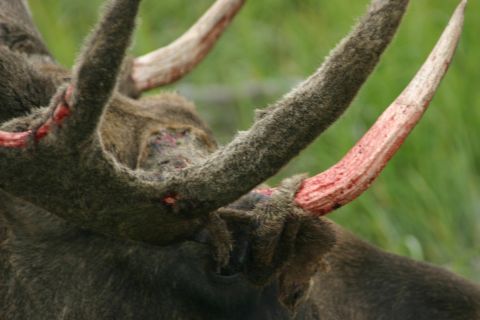 2003 Jeep TJ - Moose antlers showing signs of velvet shedding and recent injury.