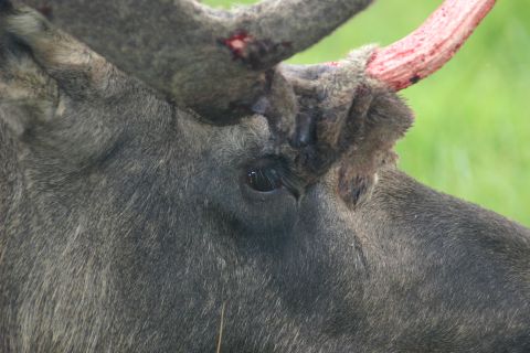 2003 Jeep TJ - A moose's eye and antlers, showing the velvet peeling off, are captured in this close-up wildlife photograph.