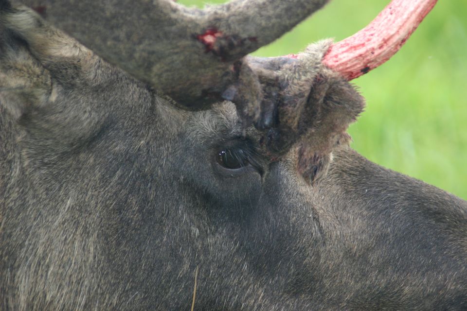 Close-up of a moose's eye and antlers with velvet peeling