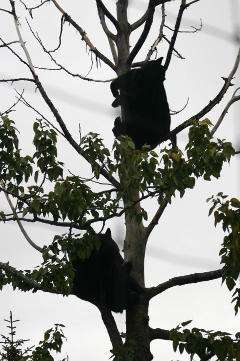 2003 Jeep TJ - Two black bears climb and rest in the branches of a tree.