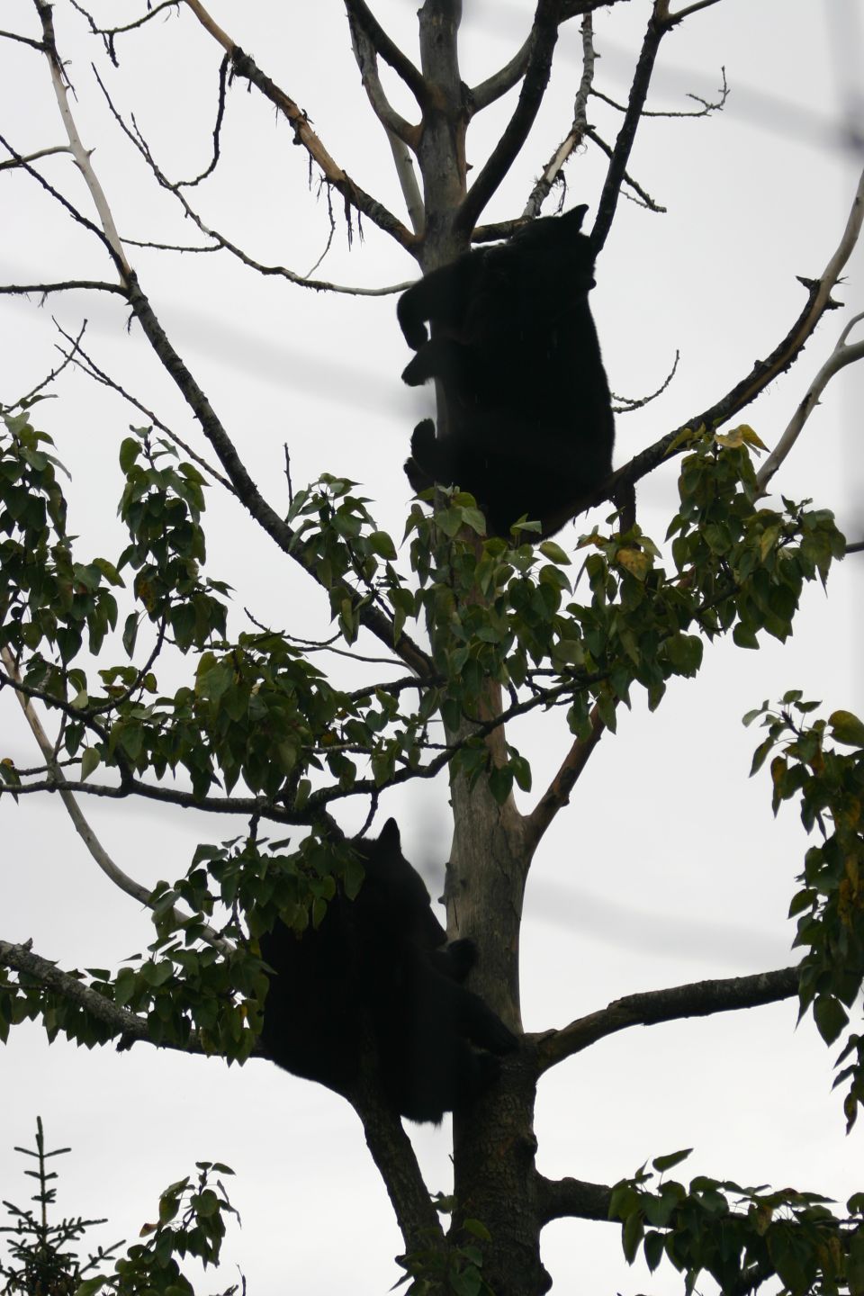 Two black bears are perched on branches of a tree against a cloudy sky