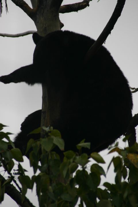 2003 Jeep TJ - A black bear is perched on a tree branch against a cloudy sky.
