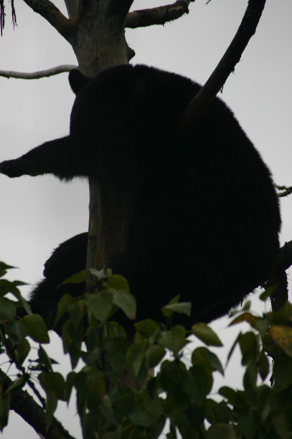 black bear sitting in a tree