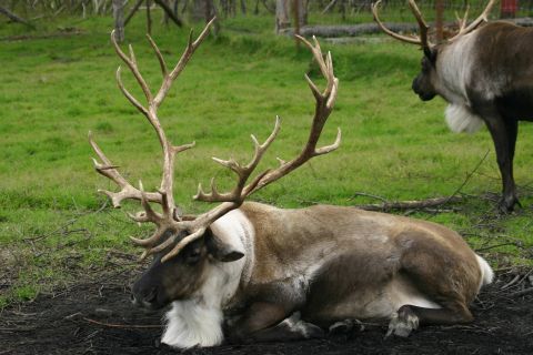 2003 Jeep TJ - Two reindeer are in a grassy field, one lying down with impressive antlers and the other standing.