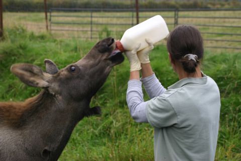 2003 Jeep TJ - A person feeds a young moose with a bottle in a fenced area with green grass.