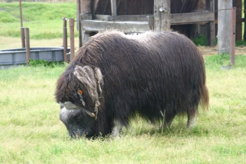 2003 Jeep TJ - A shaggy muskox grazes in a field, with a rustic wooden structure visible behind it.