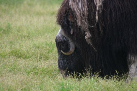 2003 Jeep TJ - A muskox grazes in a field, its shaggy fur and curved horn clearly visible.