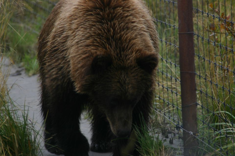 Brown grizzly bear walking on a path beside a chain-link fence