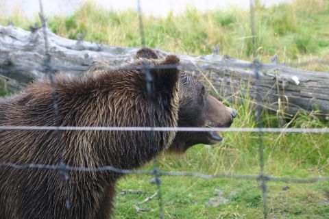 2003 Jeep TJ - A bear is visible behind a fence, with a grassy background and a large fallen log.